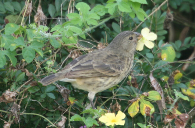 Vegetarian Finch