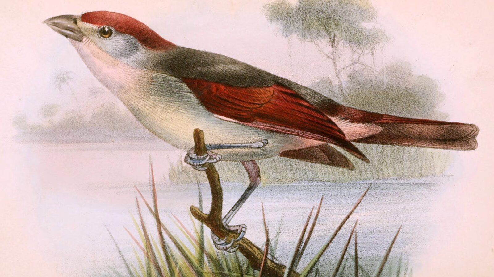 Red-cheeked Wattle-eye
