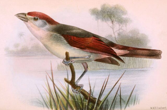 Red-cheeked Wattle-eye