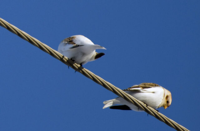 McKay’s Bunting