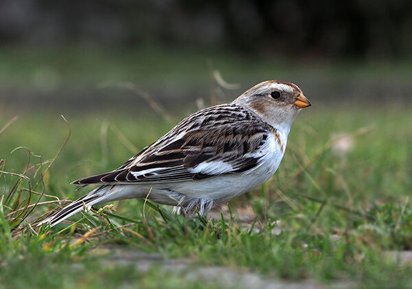 Snow Bunting
