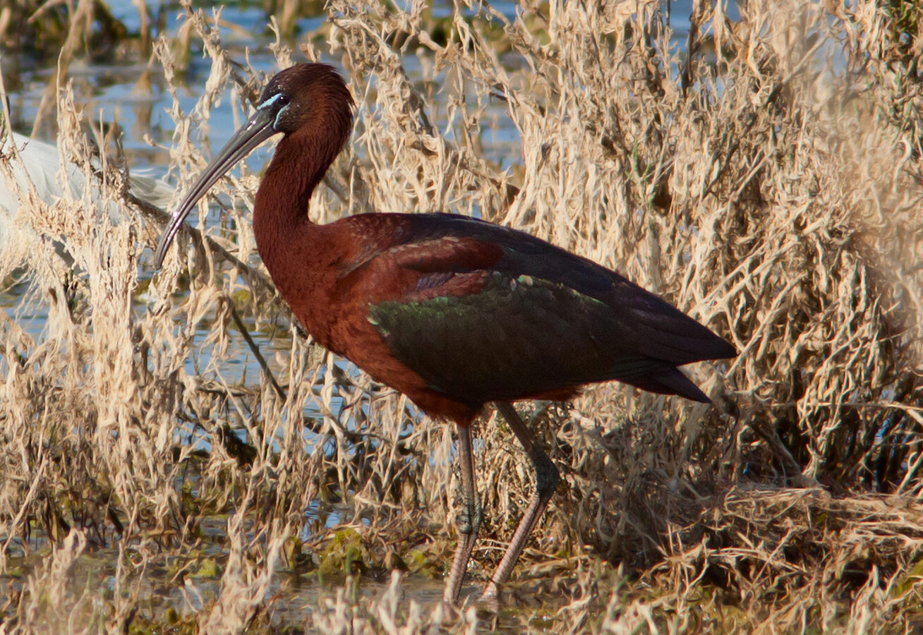 Glossy Ibis