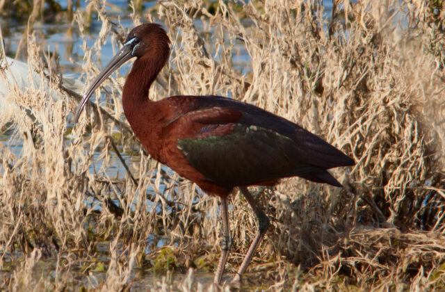 Glossy Ibis
