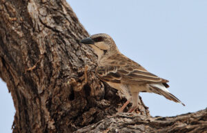 Donaldson Smith’s Sparrow-Weaver