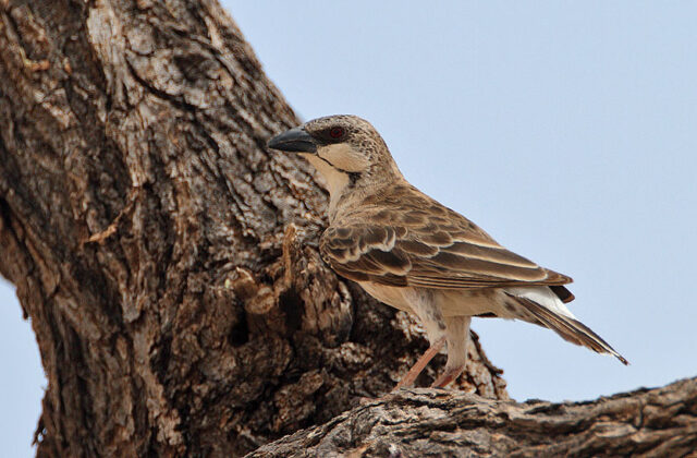 Donaldson Smith’s Sparrow-Weaver