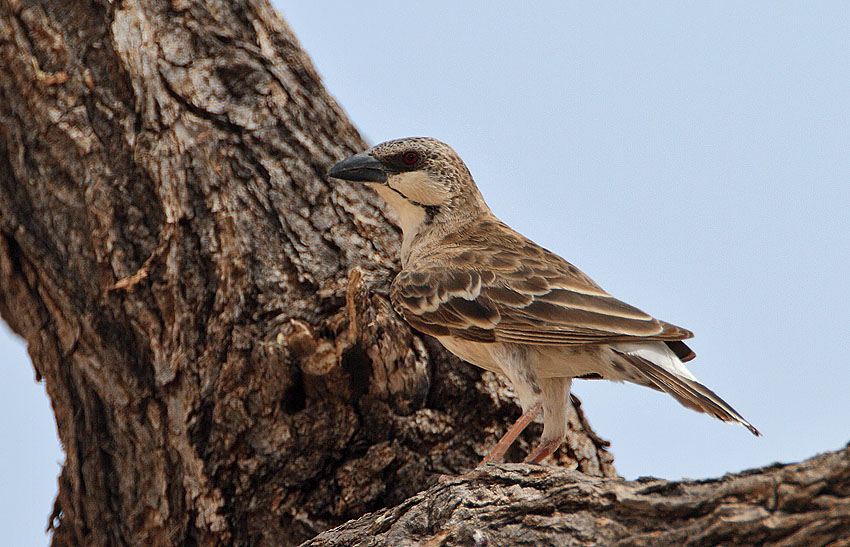 Donaldson Smith’s Sparrow-Weaver