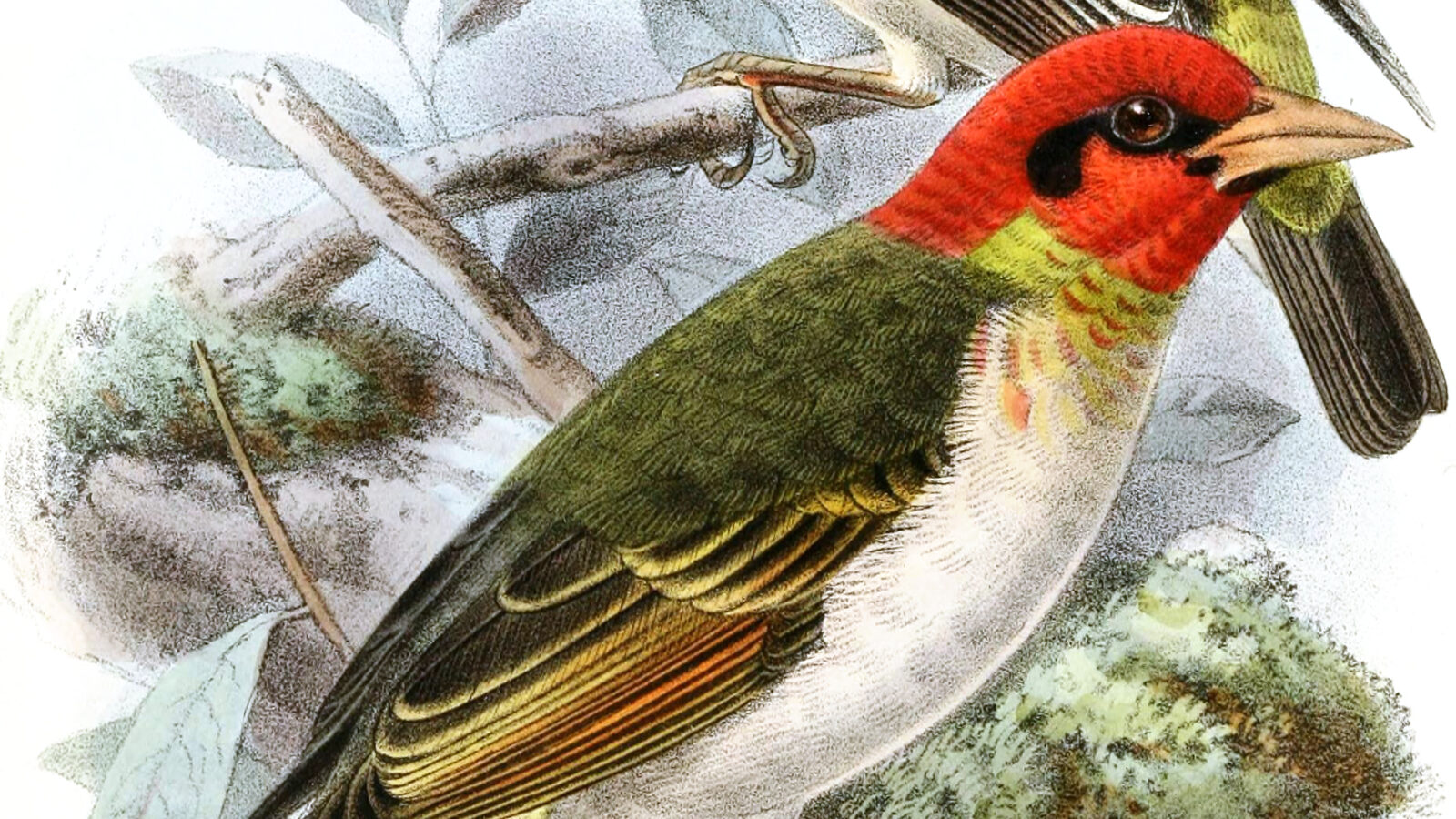 Bar-winged Weaver