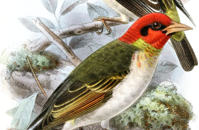 Bar-winged Weaver