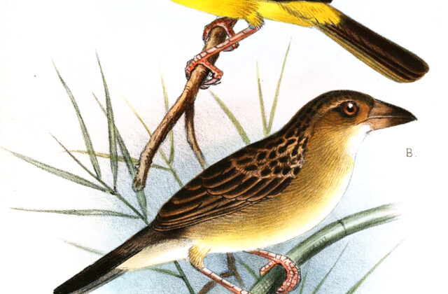 Finn’s Weaver