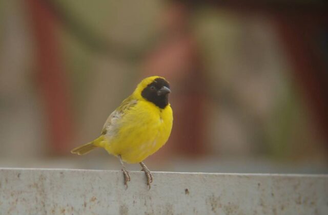 Little Weaver
