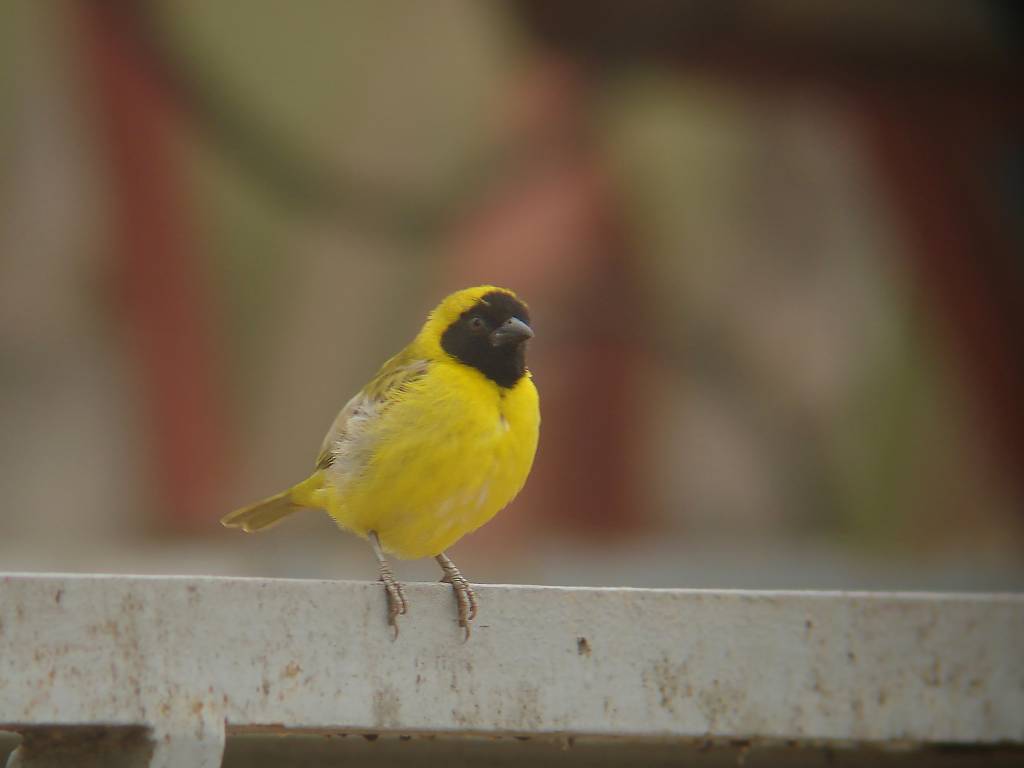 Little Weaver