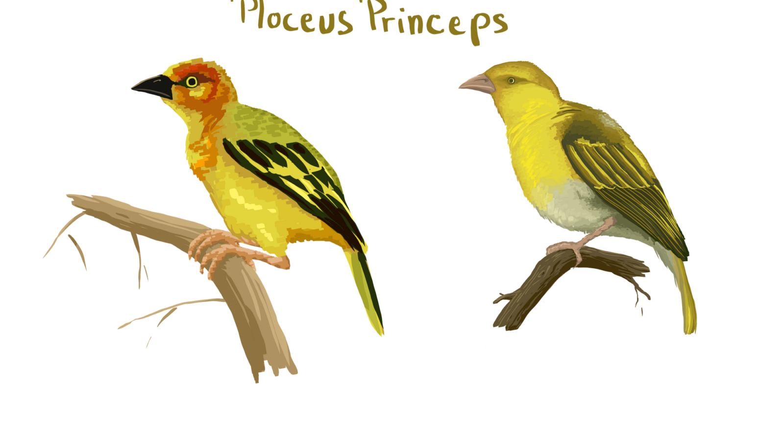 Principe Weaver