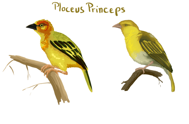 Principe Weaver