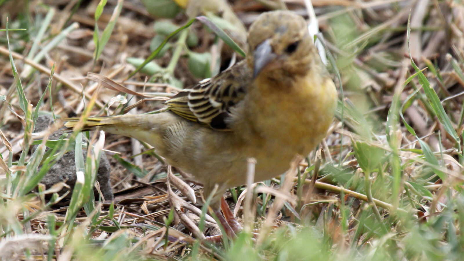Yemen Serin