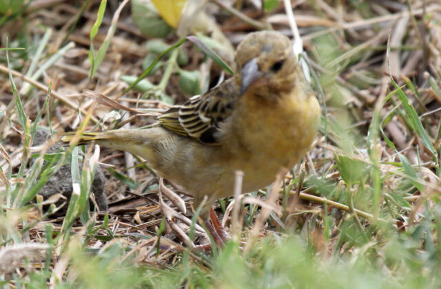 Yemen Serin