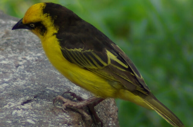 Baglafecht Weaver