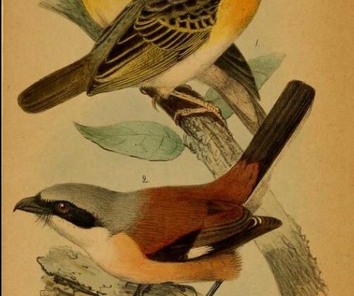 Emin’s Shrike