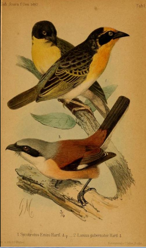 Emin’s Shrike