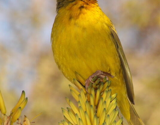 Cape Weaver
