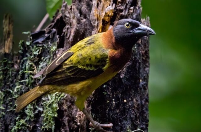 Giant Weaver