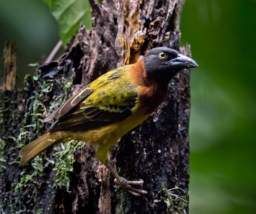 Giant Weaver