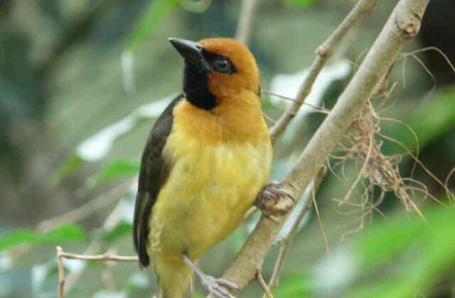Black-necked Weaver