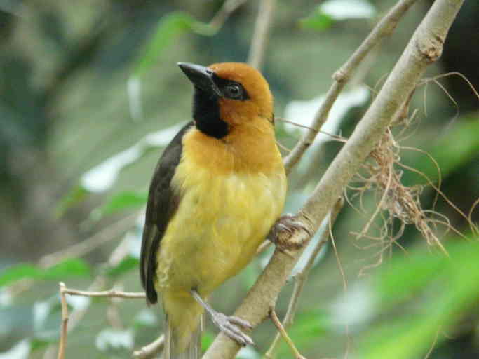 Black-necked Weaver