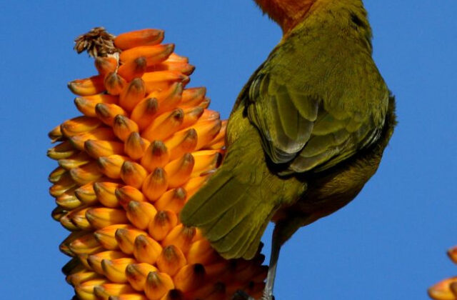 Spectacled Weaver