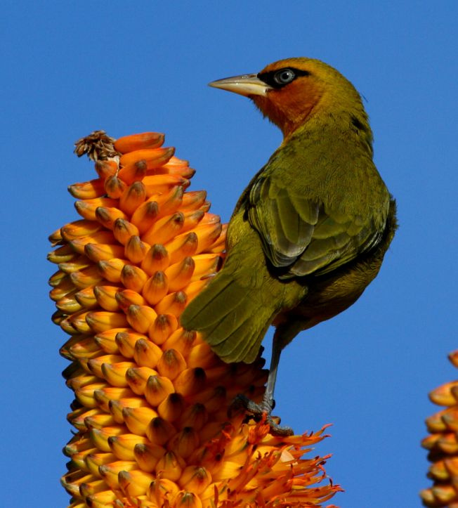 Spectacled Weaver