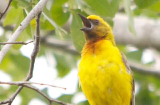 Olive-headed Weaver