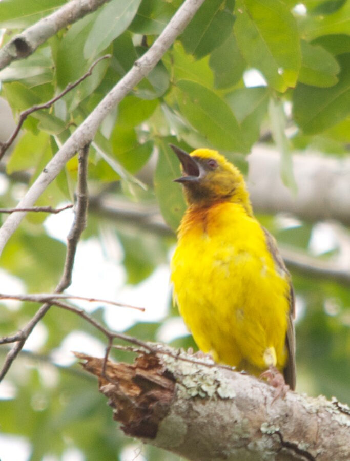 Olive-headed Weaver