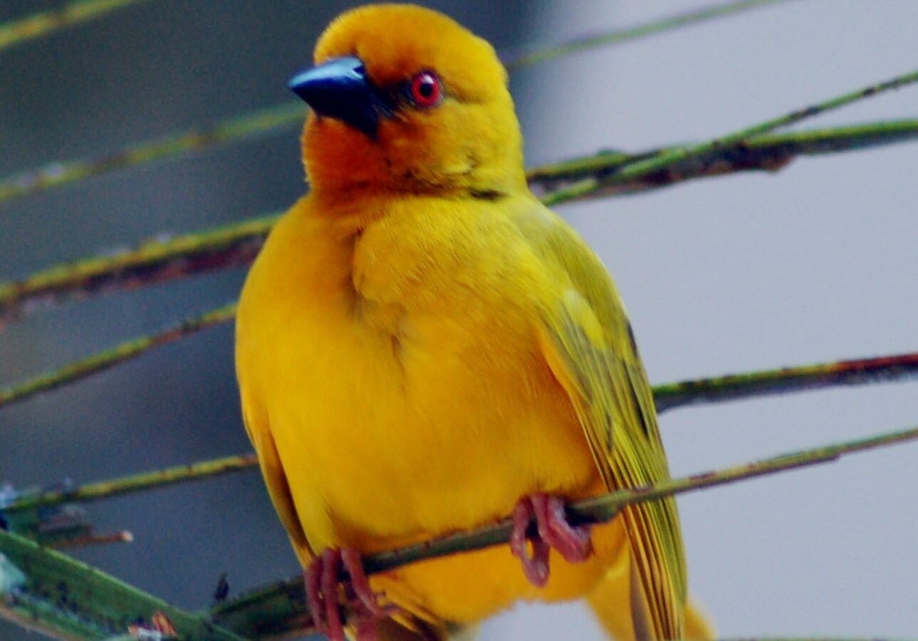 Eastern Golden Weaver