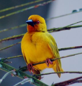 Eastern Golden Weaver