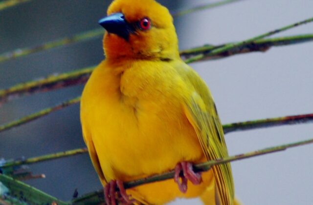 Eastern Golden Weaver
