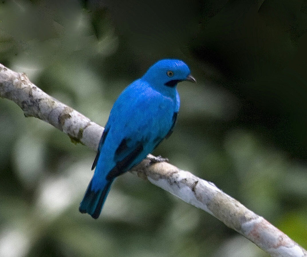 Plum-throated Cotinga