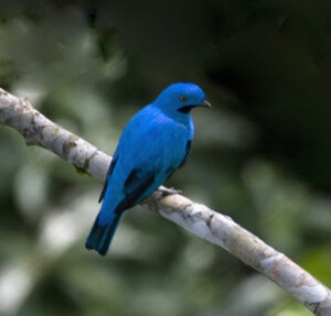 Plum-throated Cotinga