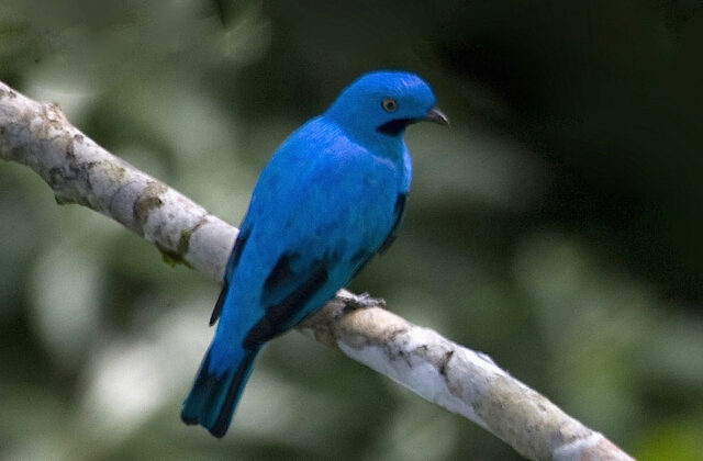 Plum-throated Cotinga