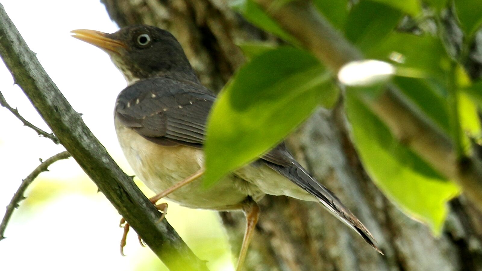 Plumbeous-backed Thrush