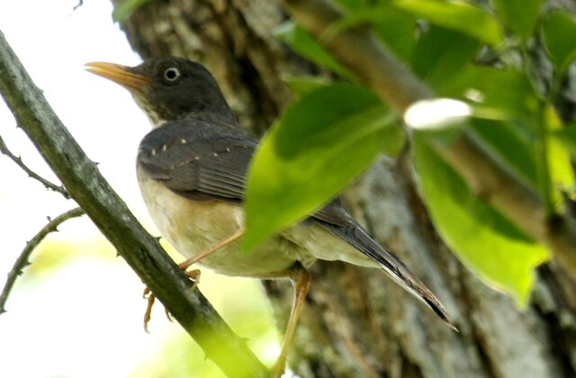 Plumbeous-backed Thrush