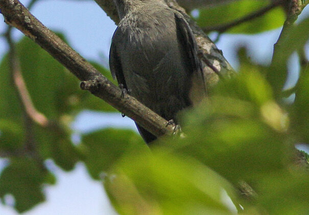 Plumbeous Tyrant