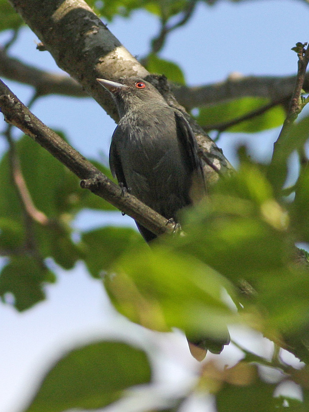 Plumbeous Tyrant