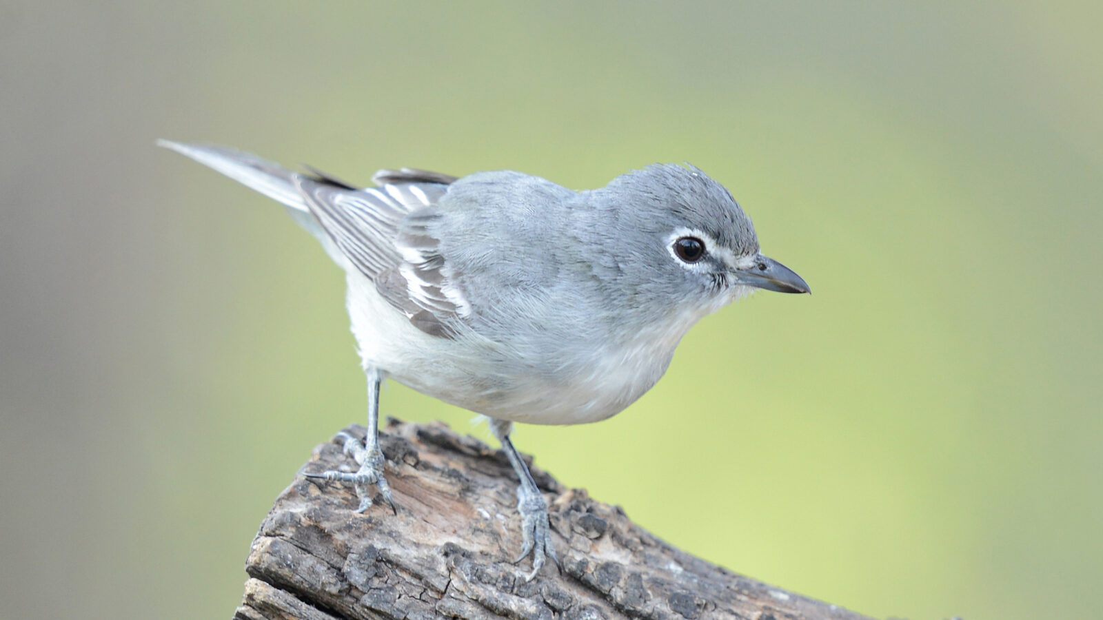 Plumbeous Vireo
