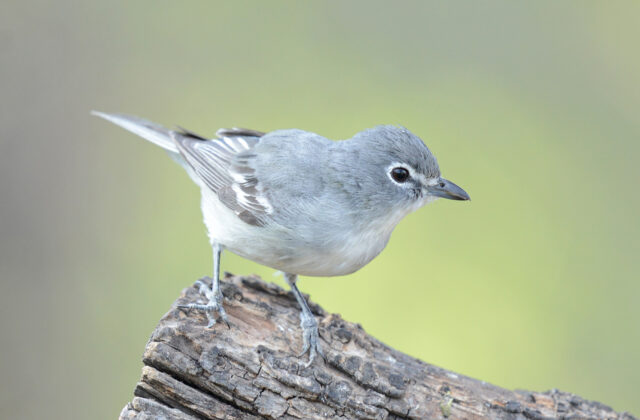 Plumbeous Vireo