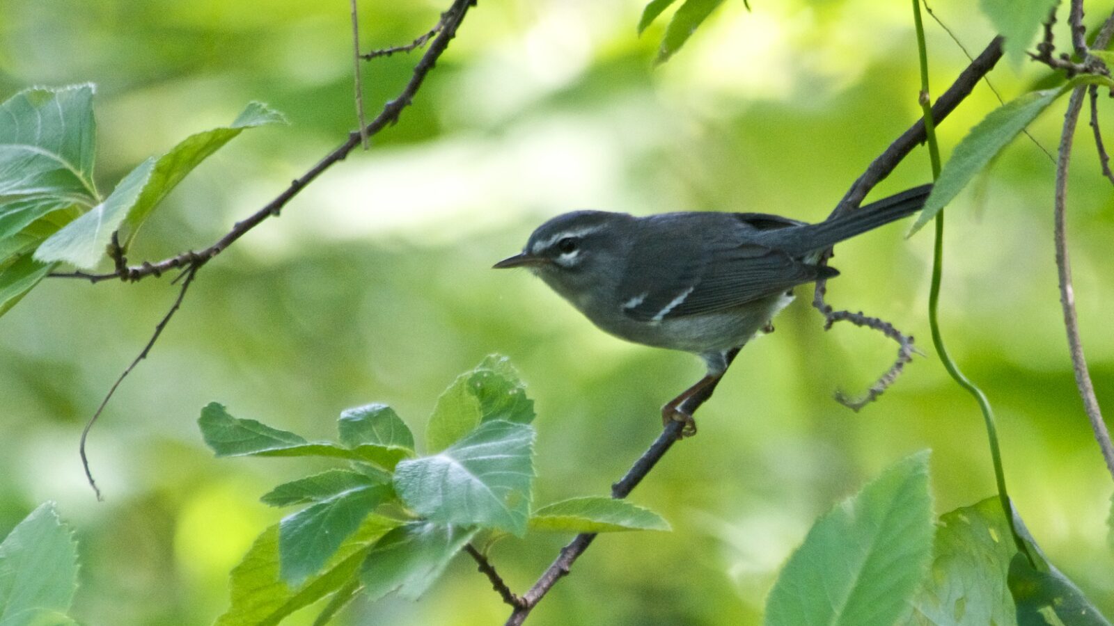 Plumbeous Warbler