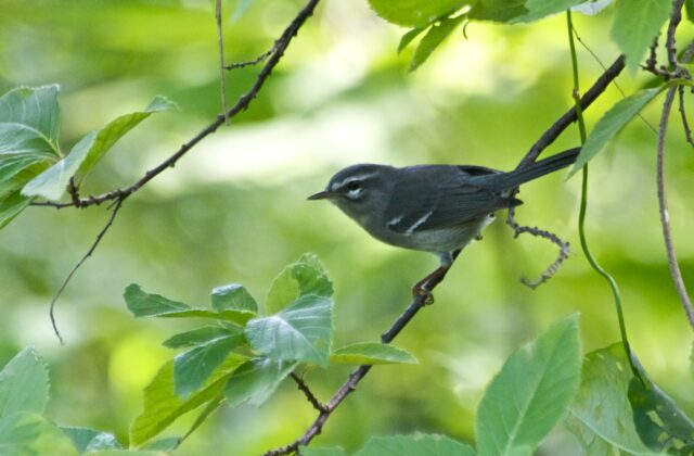 Plumbeous Warbler