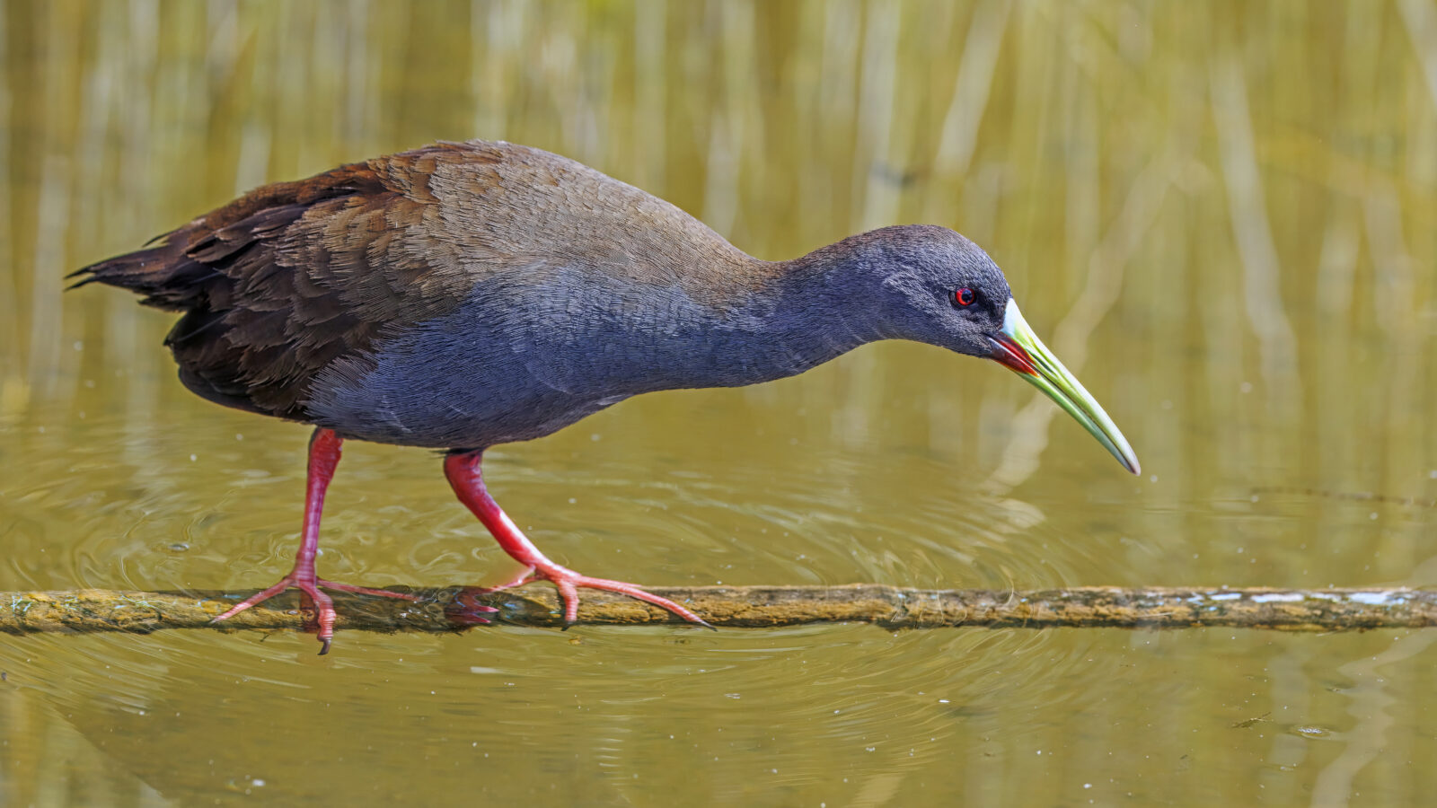 Plumbeous Rail