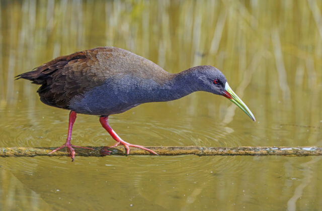 Plumbeous Rail