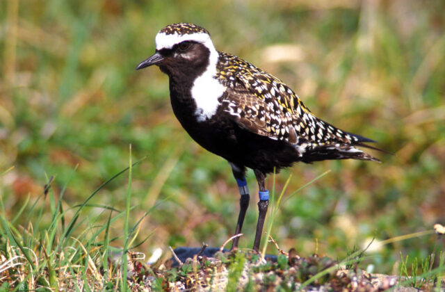 American Golden Plover