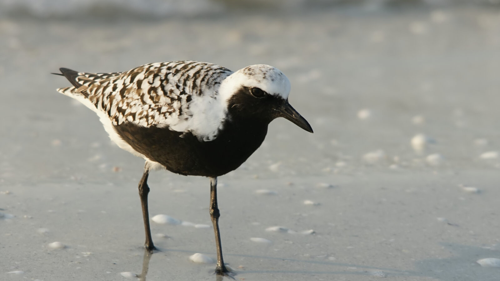 Grey Plover