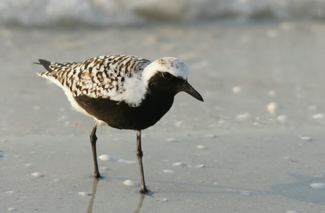 Grey Plover
